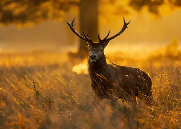 Rothirsche bei Sonnenaufgang während der Brunftzeit — Stockfoto