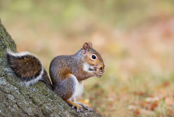 Oriental gris ardilla comiendo un maíz —  Fotos de Stock