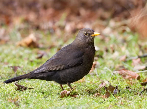 Gros plan d'un merle commun femelle — Photo