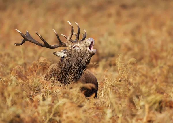 Red deer stag vrålade under parningssäsongen i höst — Stockfoto