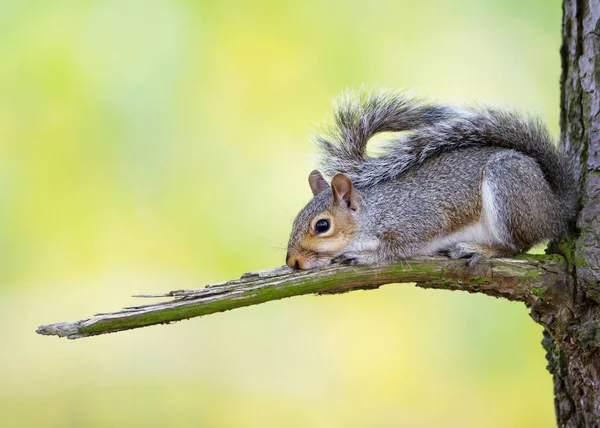 Wiewiórka szara, leżącego na gałęzi drzewa — Zdjęcie stockowe