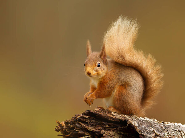 Portrait of a red squirrel sitting on a log 