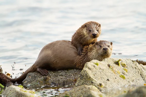 European otters mother and cub on shoreline — Stock Photo, Image