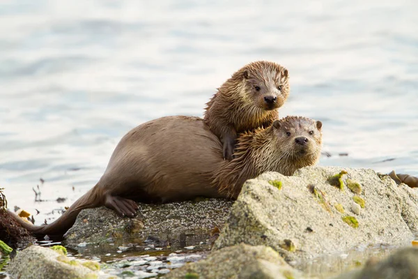 Loutre européenne mère et ourson sur le rivage — Photo