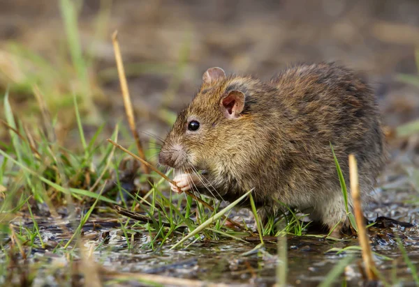 Menutup dari tikus coklat makan di rumput — Stok Foto