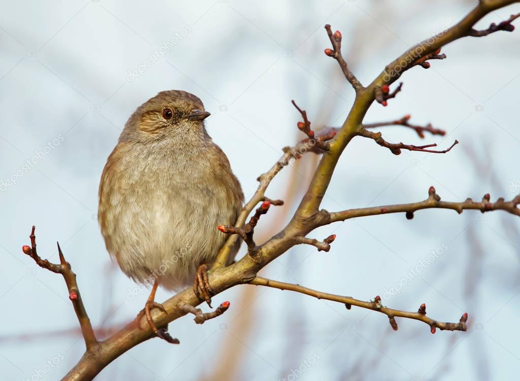 Dunnock perching on a tree branch against blue sky