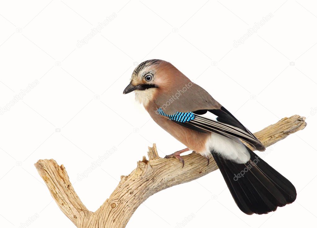 Eurasian Jay perched on a tree branch in winter
