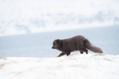 Close up of an Arctic fox running  clipart