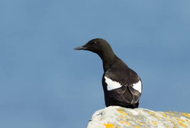 Kayanın üzerinde oturan bir siyah guillemot Close-Up 