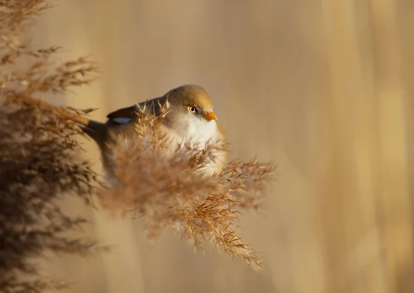 Bearded tit feeding on the reeds — Stockfoto