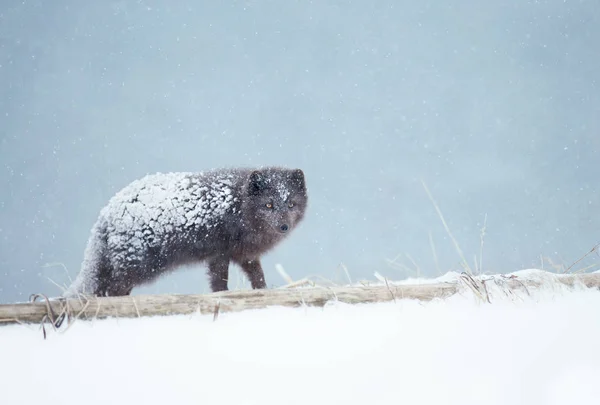 Gros plan d'un renard arctique debout dans la neige — Photo