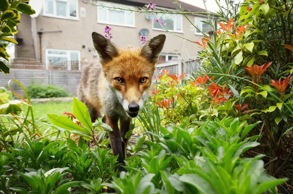 Красный лис стоит в саду с цветами — стоковое фото