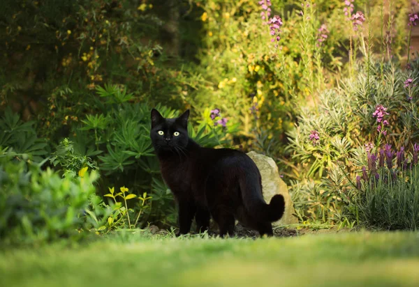 Zwarte kat staande in de kleurrijke zomertuin — Stockfoto
