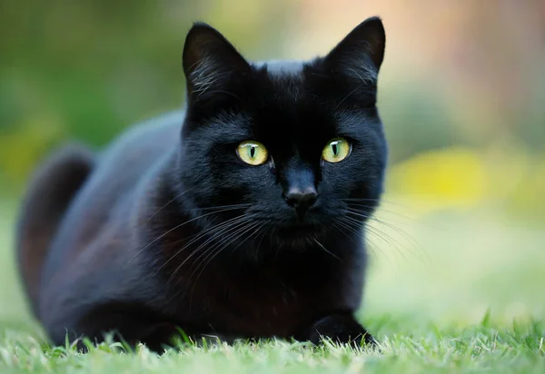 Close-up van een zwarte kat liggend op het gras — Stockfoto