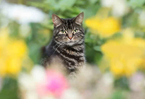 Close-up of a cat sitting among colorful flowers — Stock Photo, Image