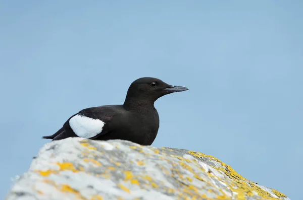 Primer plano de un guillemot negro sentado en una roca — Foto de Stock