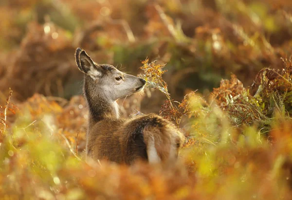 Gros plan sur une jeune fougère reniflée de cerf rouge — Photo