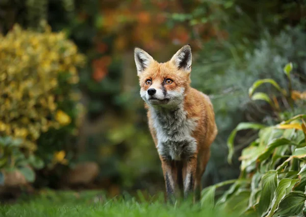 Renard roux debout dans le jardin avec des fleurs — Photo