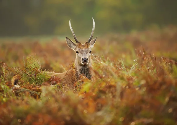 Close up van een jonge edelhert hert op het gebied van fern — Stockfoto