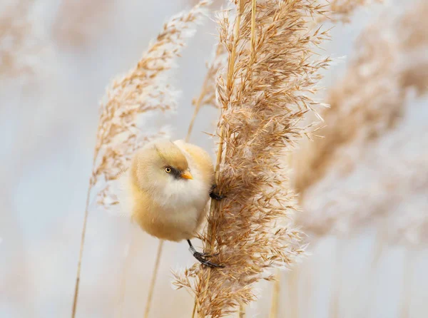 Bearded tit feeding on the reeds — Stockfoto