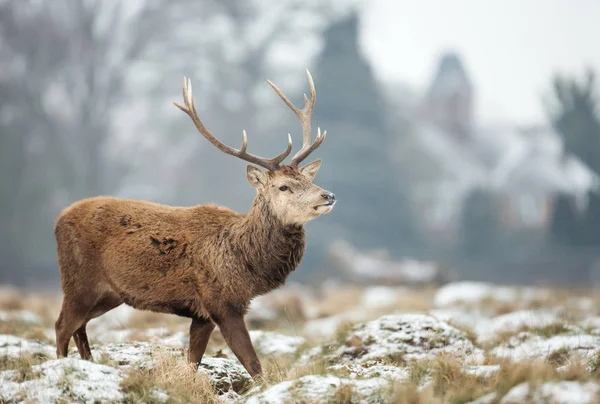 Närbild av en kronhjort hjort på vintern — Stockfoto