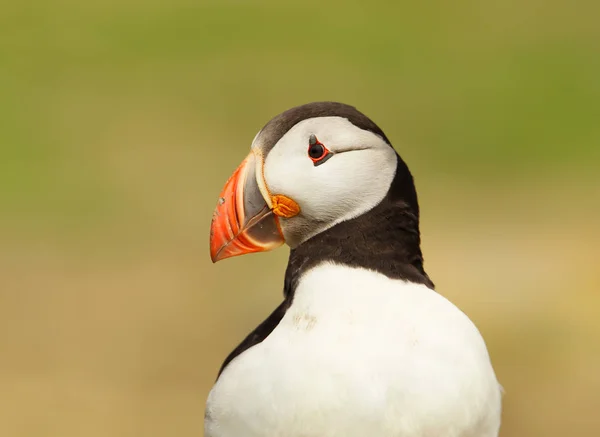 Portrait of Atlantic puffin against colorful background — Stock Photo, Image