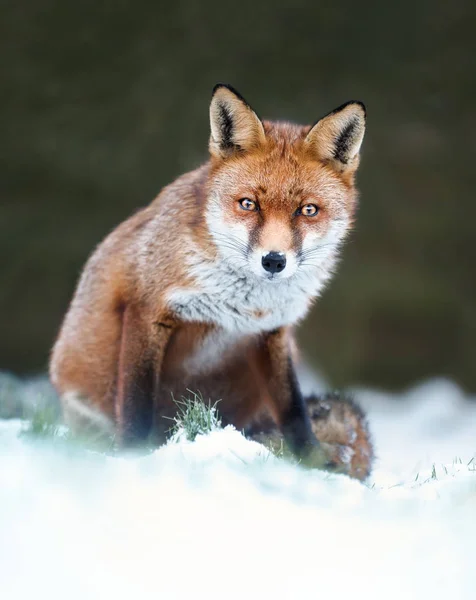 Close-up van een vos in de sneeuw — Stockfoto