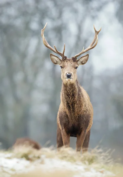 겨울에 젊은 레드 사슴 사슴의 클로즈업 — 스톡 사진