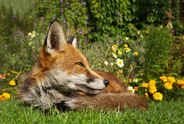 Красная лиса лежит в саду с цветами — стоковое фото