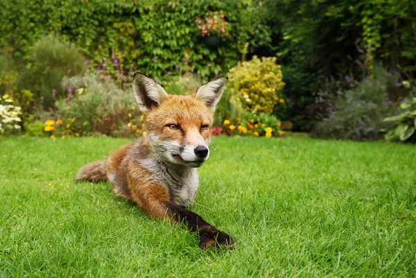 Red fox leżącego w ogrodzie z kwiatami — Zdjęcie stockowe