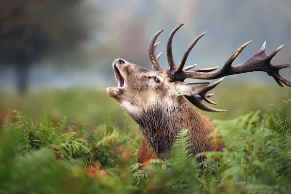 Close-up van een rode herten brullende — Stockfoto