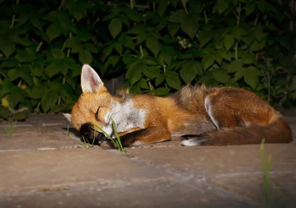 Primer plano de un zorro rojo durmiendo en el jardín — Foto de Stock