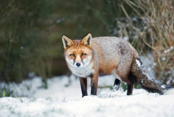Close-up de uma raposa vermelha em pé na neve durante o inverno — Fotografia de Stock
