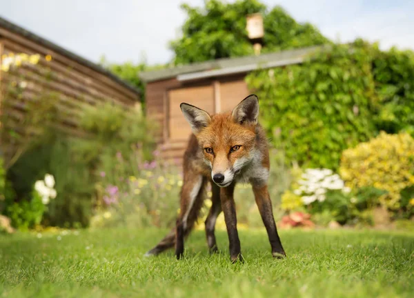 Kızıl Tilki ayakta çiçekli bahçesinde