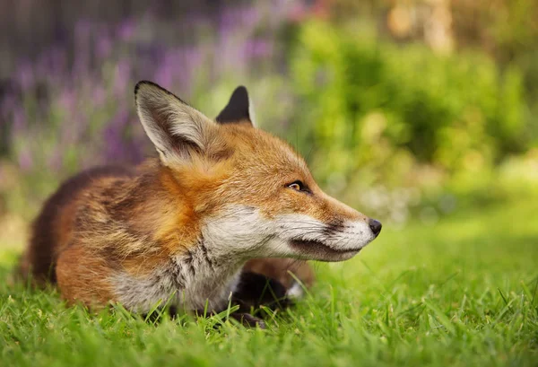 Red fox lying in the garden with flowers — Stock Photo, Image