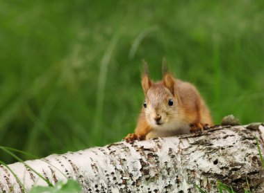Sürpriz bir sincap bir oturum Close-Up