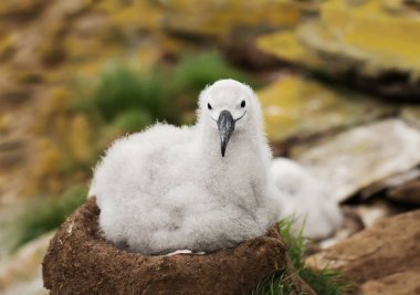 İçinde belgili tanımlık yuva oturan siyah kaşlı Albatros piliç