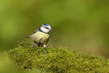 Mavi baştankara yosunlu kütüğe tıraşlama Close-Up 