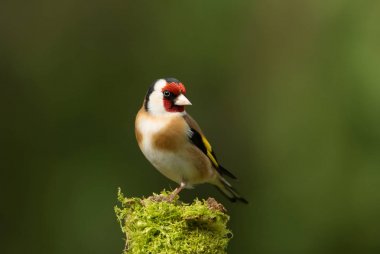 Saka kuşu yosunlu bir dalda tıraşlama