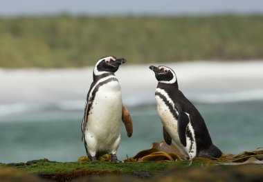 Okyanus kıyısında duran iki Macellan penguenleri