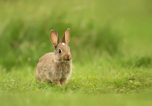 Kleine konijntje zittend op het gebied van gras — Stockfoto