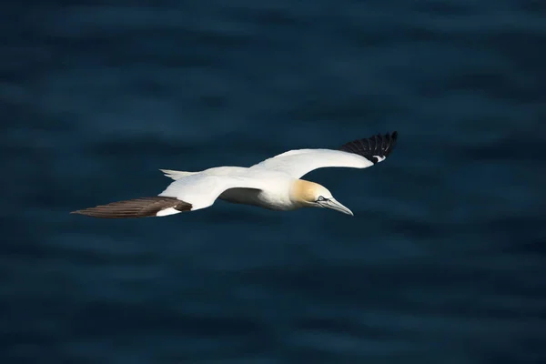 La gannet settentrionale in volo contro l'oceano sullo sfondo — Foto Stock
