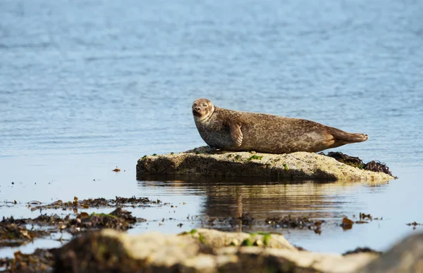 Gemensamma Seal liggande på klippan — Stockfoto