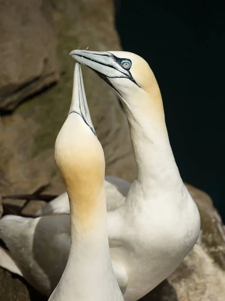 Close-up of Northern gannet display during breeding season — Stock Photo, Image