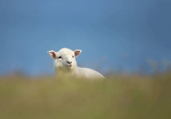 Крупный план молодых шетландских овец в траве — стоковое фото