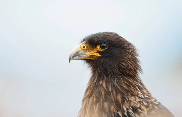 Close-up of Striated Caracara against clear background — Stock Photo, Image