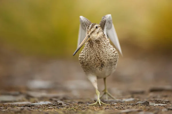 Primo piano di un Snipe con ali spiegate — Foto Stock