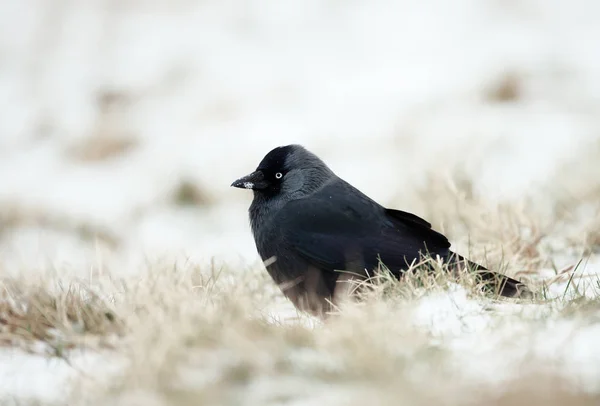 Gros plan d'un jackdaw dans la neige — Photo