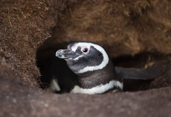 Close-up de um pinguim de Magalhães na toca — Fotografia de Stock