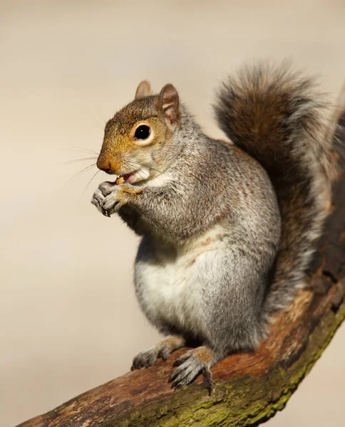 Close-up of an Eastern Gray squirrel — Stock Photo, Image